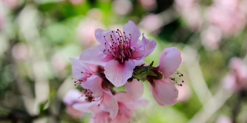 peach-blossom-4930917_1280 (1)